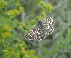 Muschampia cribrellum