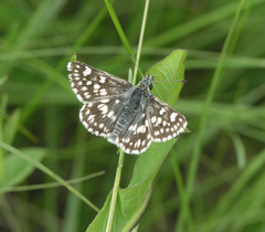 Muschampia cribrellum