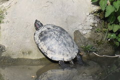 Trachemys scripta elegans