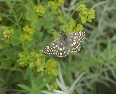 Muschampia cribrellum