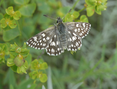 Muschampia cribrellum