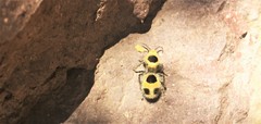 Dasymutilla cressoni