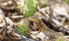 Cnemidophorus murinus