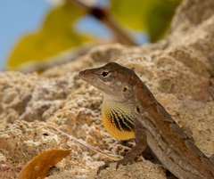 Anolis lineatus