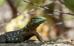 Cnemidophorus murinus