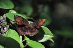 Achlyodes busirus