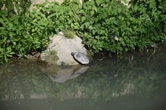 Trachemys scripta elegans