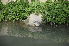 Trachemys scripta elegans