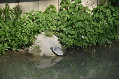 Trachemys scripta elegans
