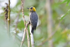 Melanerpes chrysogenys