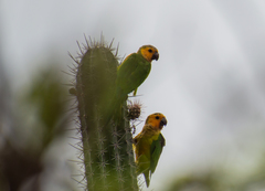 Eupsittula pertinax pertinax