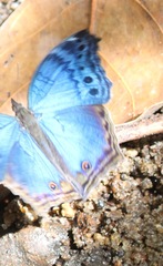 Protogoniomorpha temora