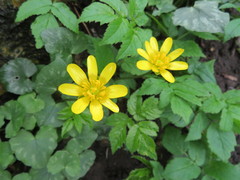 Ficaria verna