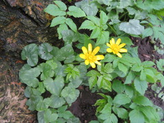 Ficaria verna
