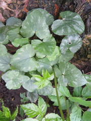 Ficaria verna