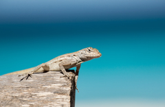 Anolis lineatus