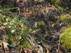 Poa autumnalis