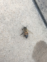Apis mellifera