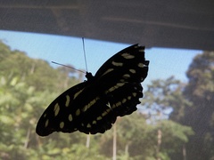 Catonephele acontius