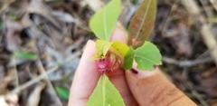 Contarinia cerasiserotinae