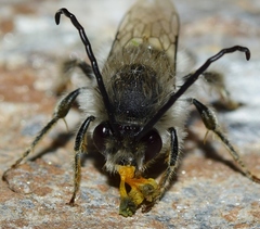 Eucera notata