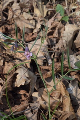 Lathyrus linifolius montanus