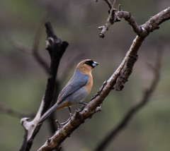 Schistochlamys ruficapillus