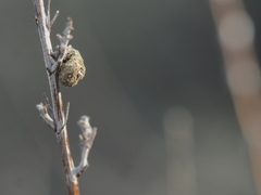 Apterona helicoidella