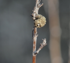 Apterona helicoidella