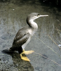 Phalacrocorax punctatus punctatus