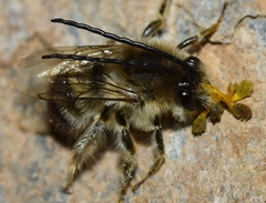 Eucera notata