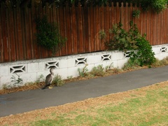 Phalacrocorax punctatus punctatus