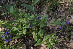 Pulmonaria australis
