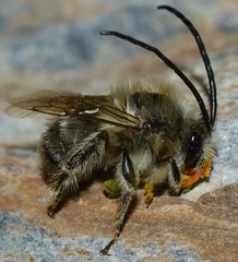 Eucera notata