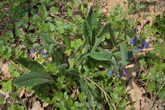 Pulmonaria australis