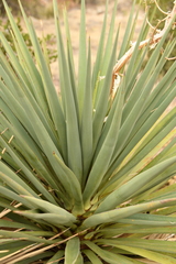 Yucca madrensis