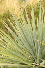 Yucca madrensis