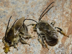 Eucera notata