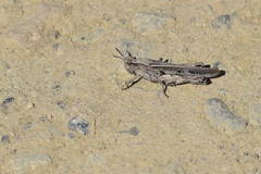 Chimarocephala elongata