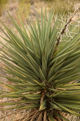 Yucca madrensis