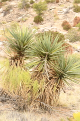 Yucca madrensis