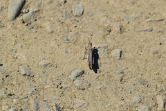 Chimarocephala elongata