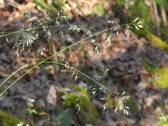 Poa autumnalis