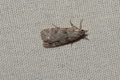 Scoparia palloralis