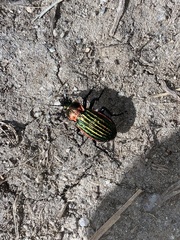 Carabus nitens