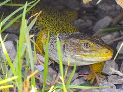 Timon lepidus lepidus