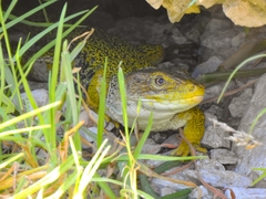 Timon lepidus lepidus