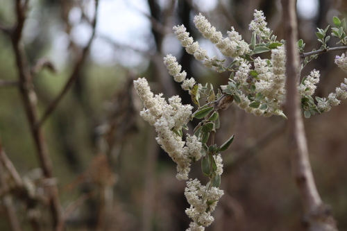 Hyptis albida