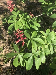 Aesculus pavia pavia