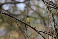 Empidonax occidentalis